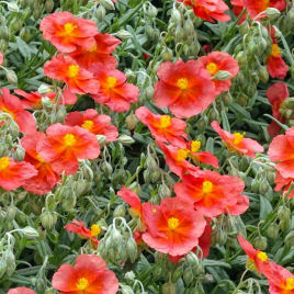 helianthemum flammea